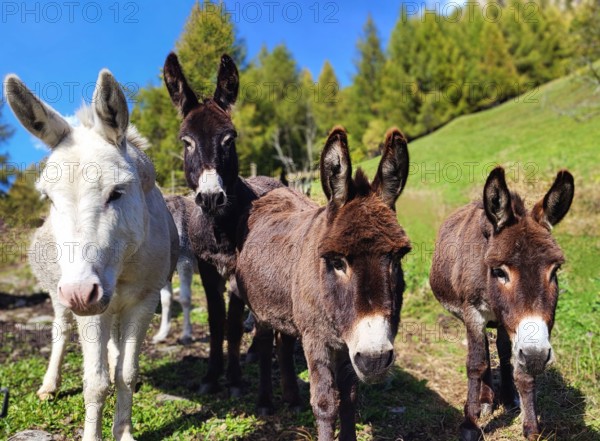 Four curious donkeys standing on a green meadow in the Swiss mountains