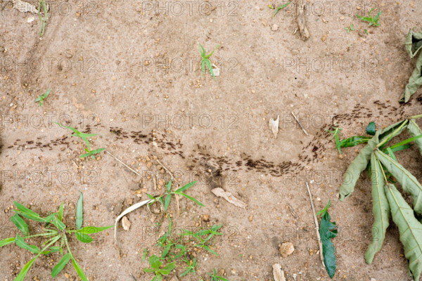 Column of ants in Mombala (Mambala) village Malawi Africa
