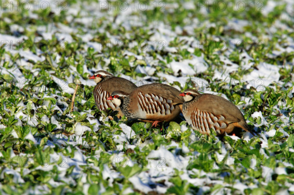 Three Red legged partridge Alectoris rufa Feeding in snow covered wheat field ashwell hertfordshire