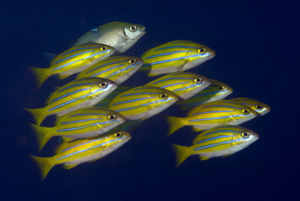 Schooling snappers against a dark background under water