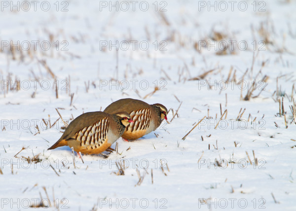 Red legged partridge ( Alectoris rufa ) feeding in snow