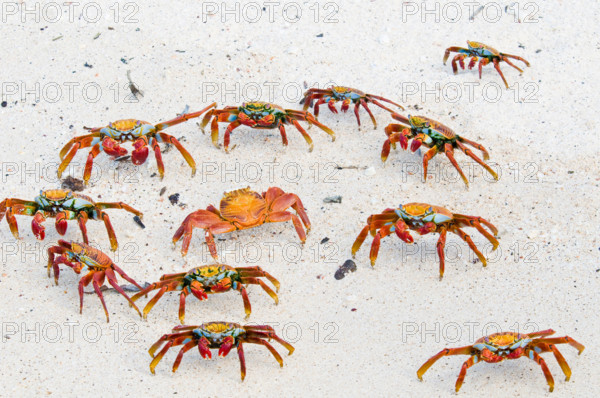 Sally Lightfoot crabs on beach on Baltra Island in the Galapagos Islands Ecuador