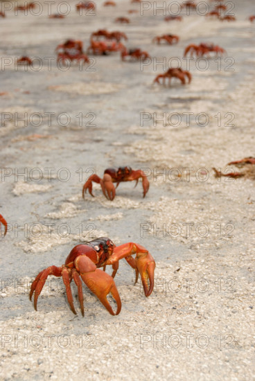 Cast of Red Crabs, Gecarcoidea natalis, on road, Christmas Island, Australia, Indian Ocean