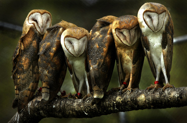 010307 tc met owls (1 of 3 ) .... Photo by David Spencer/The Palm Beach Post... 0031893A .....Palm City....Six young barn owls, approximately five months old, have been making their home in a flight cage at the Treasure Coast Wildlife Center. On friday, the two males and four females will be place