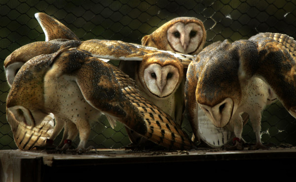 010307 tc met owls (2 of 3 ) .... Photo by David Spencer/The Palm Beach Post... 0031893A .....Palm City....Six young barn owls, approximately five months old, have been making their home in a flight cage at the Treasure Coast Wildlife Center. On friday, the two males and four females will be place