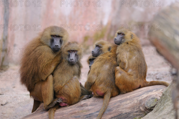 baboons