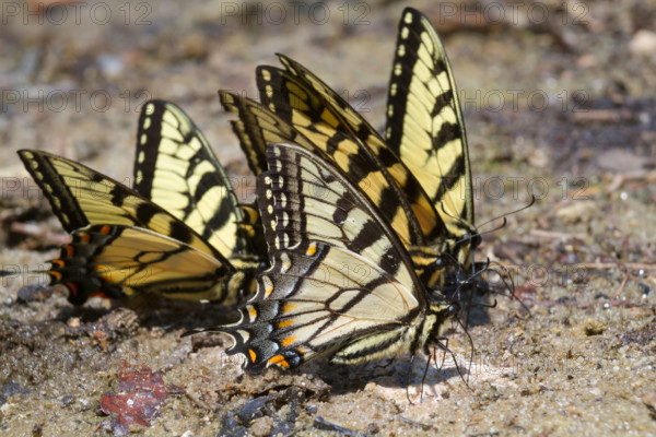 A group of tiger swallowtail butterflies (Papilio glaucas) licking wet mud at a lake bank, Georgia, USA.