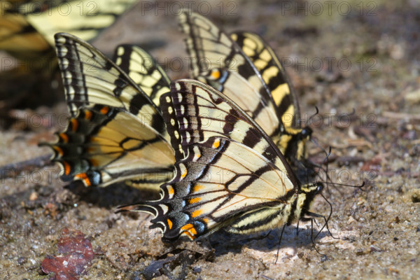 A group of tiger swallowtail butterflies (Papilio glaucas) licking wet mud at a lake bank, Georgia, USA.