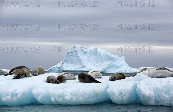 Crabeater Seals, (Lobodon carcinophaga), sleeping on ice floe, Pleneau Bay, Antarctic Peninsula, Antarctica