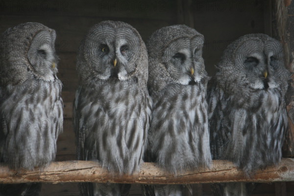 Four owls sitting peacefully on a branch.