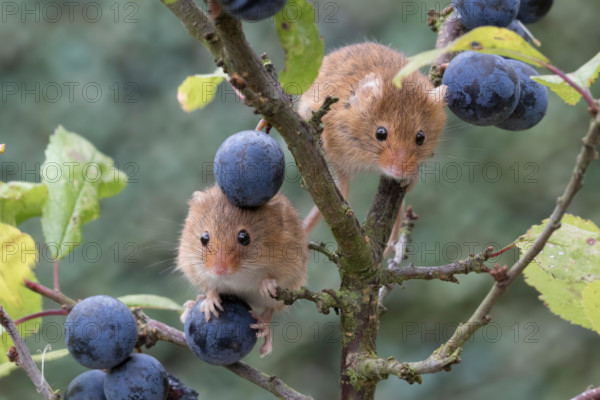 harvest mice/mouse, Micromys minutus, close up portrait posing on a variety of plants, flowers and harvest crops. facial and group image