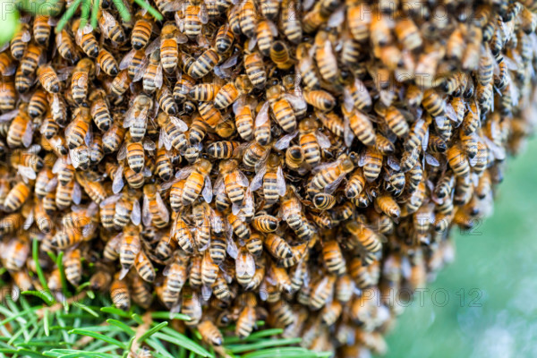 A swarm of thousands of bees in a pine tree in Washington state, USA