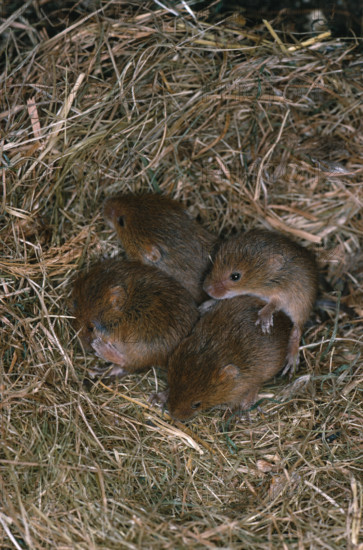 HARVEST MOUSE young in nest. (Micromys minutus). Litter of eight with four remaining, approximately 10 day old.Of an age to disperse from the nest.
