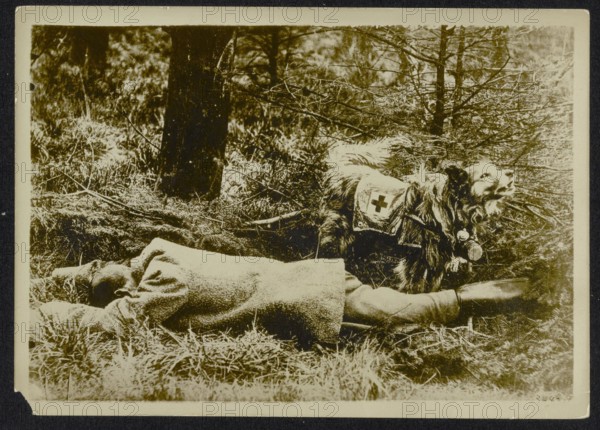 Description: Fallen soldier with hospital dog Date: {1914-1918} Keywords: WWI, dead dogs
