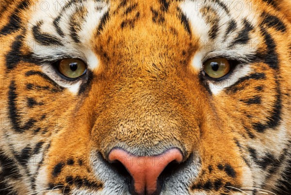 Siberian Tiger - Panthera tigris, beautiful large cat from Asian forests and woodlands, Russia.
