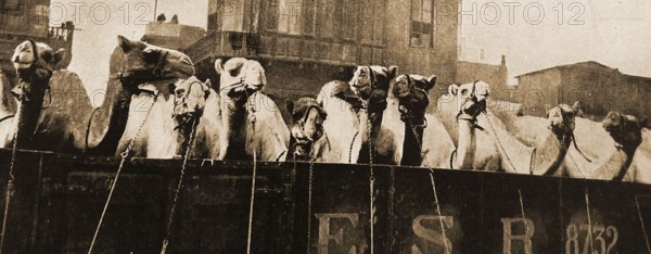 WWI - THE IMPERIAL CAMEL CORPS  BRIGADE (ICCB) was a camel-mounted infantry brigade that the British Empire raised in December 1916 for service in the Middle East. Initially very small, it  grew to a brigade of four battalions, (Great Britain, New Zealand and two  from Australia. This shows   a  railway truckload of camels during transportration