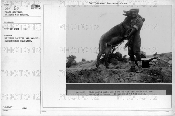 British soldier and Mascot. Dardanelles Campaign. Collection of World War I Photographs, 1914-1918 that depict the military activities of British and other nation's armed forces and personnel during World War I.