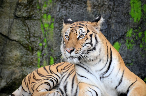 Portrait of a Royal Bengal Tiger alert and Staring at the Camera. National Animal of Bangladesh