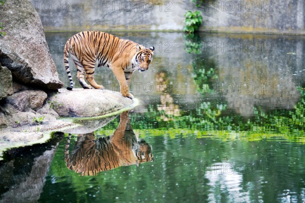 A majestic tiger pauses by the water’s edge, admiring its reflection in the Berlin Zoo's tranquil environment.