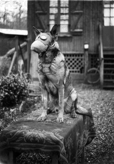 A 1917 photograph from World War I showing a dog from the French Red Cross wearing a gas mask, symbolizing the vital roles animals played during the war.