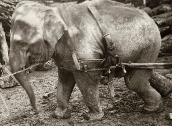 An elephant drags wood along the German front during World War I, helping with military logistics. 1915.