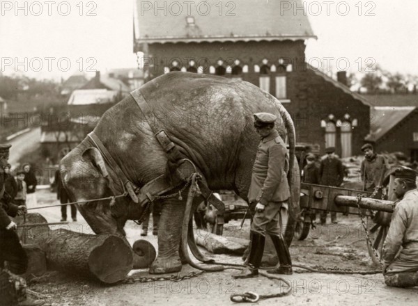An elephant transports wood under the watchful eye of German soldiers at the front during World War I. 1915.