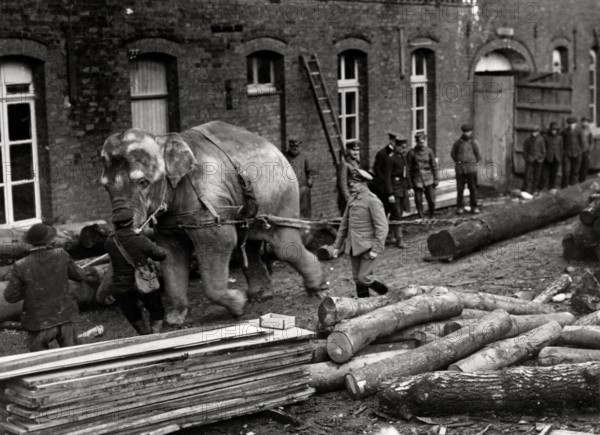 An elephant transports wood at the German front during World War I, serving as a pack animal in wartime. 1915.