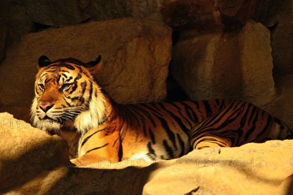 The Sumatran tiger, the smallest tiger subspecies. They are highly endangered.