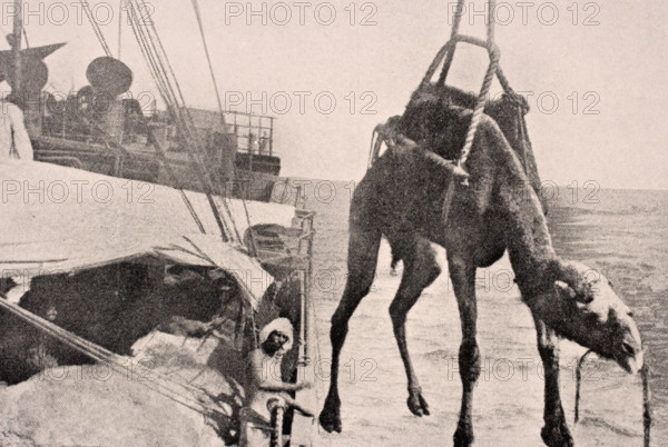 Transferring a camel from ship to land in the Persian Gulf, 1915 during WWI.