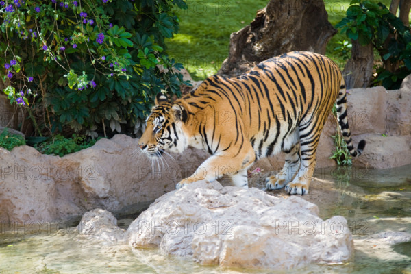 Beautiful Tiger