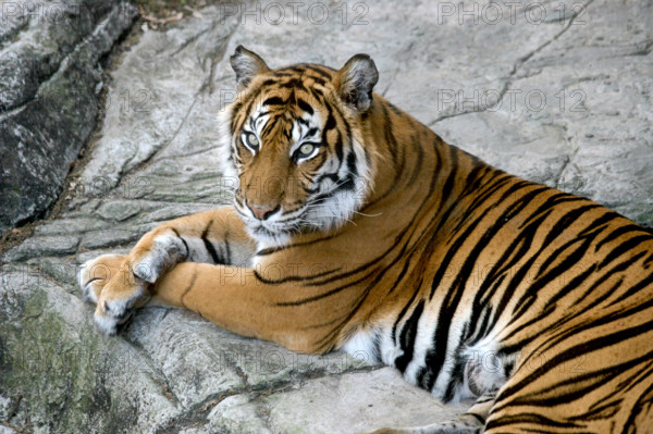 A portrait of a beautiful tiger