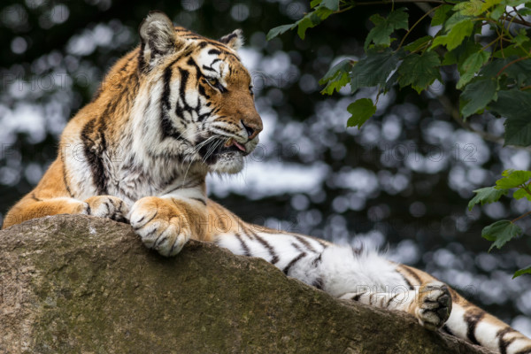 The beautiful Tiger