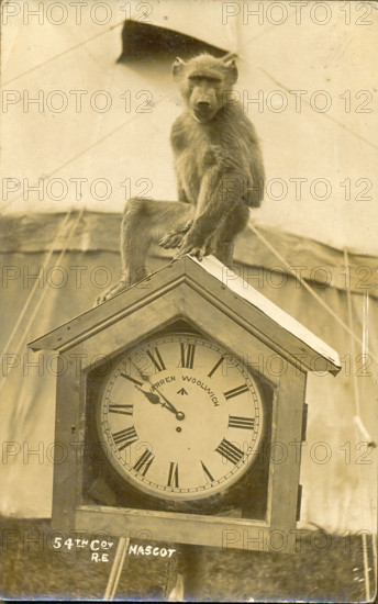 World War One postcard of monkey mascot with Royal Engineers