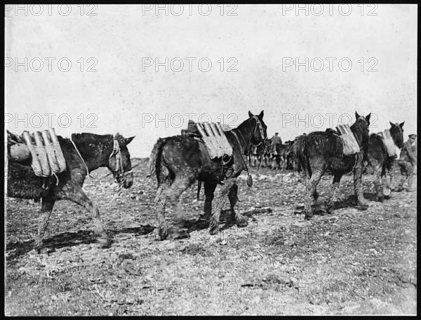Ammunition is transported to the front lines using pack mules during World War I. Mules were essential for carrying heavy loads through difficult terrain, ensuring soldiers had the supplies they needed for continued fighting. This image reflects the logistical challenges faced during the war.