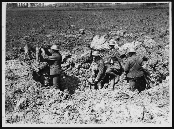 A dog delivers a message to Allied forces, with a shell hole serving as a makeshift post. During World War I, animals, particularly dogs, played crucial roles in delivering messages under dangerous conditions.