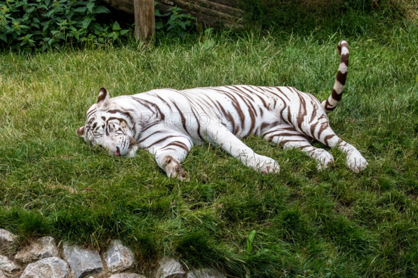 Broxbourne, Hertfordshire, UK. 28th July, 2015. Tigers are the largest of the world’s big cats and this magnificent animal, with its distinctive black stripes has had a dedicated to it since 2010 and was started at an international summit that had been called in response to the shocking news that 97% of all wild tigers had disappeared in the over the last 100 years, with only around. 3,000 thought to be left alive. Tigers are on the brink of extinction and International World Tiger Day aims to bring attention to this fact Credit:  darren Attersley/Alamy Live News