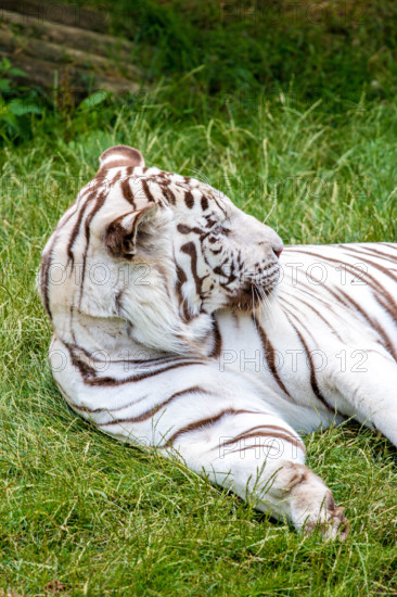 Broxbourne, Hertfordshire, UK. 28th July, 2015. Tigers are the largest of the world’s big cats and this magnificent animal, with its distinctive black stripes has had a dedicated to it since 2010 and was started at an international summit that had been called in response to the shocking news that 97% of all wild tigers had disappeared in the over the last 100 years, with only around. 3,000 thought to be left alive. Tigers are on the brink of extinction and International World Tiger Day aims to bring attention to this fact Credit:  darren Attersley/Alamy Live News