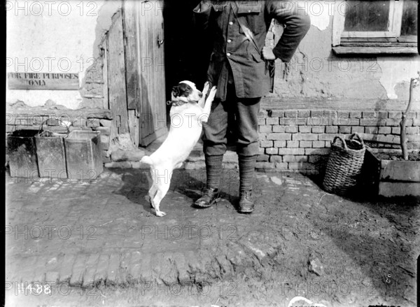 Jack was the beloved canine mascot of the New Zealand Engineers during World War I. His presence provided comfort and morale to the soldiers during their service in France, symbolizing loyalty and companionship amid the harsh realities of war.