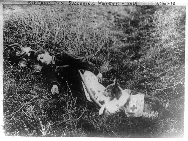 This image depicts a Red Cross dog assisting wounded soldiers in Italy during World War I, a symbol of the animal's role in wartime rescue and recovery operations.