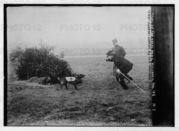 This image captures a Red Cross dog in Vincennes, France, summoning help for a wounded man. The photograph highlights the vital role of animals in wartime rescue efforts and humanitarian aid.