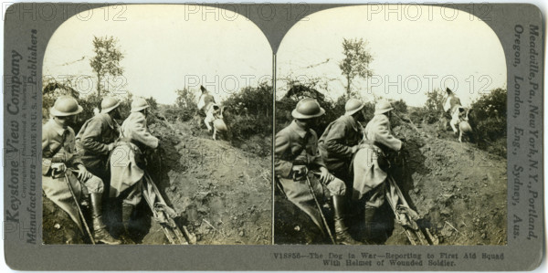 Horizontal, sepia stereocard showing three uniformed soldiers and a dog. The dog is carrying a soldier's helmet in its mouth. Keystone Stereograph number V18856. The title reads: 'The Dog in War - Reporting to First Aid Squad with Helmet of Wounded Soldier.' Title: 'Dog Reporting to First Aid Squad with Helmet of Wounded Soldier.'  . between circa 1914 and circa 1918. Keystone View Company