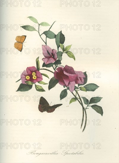 Bougainvillia Spectabilis (Bougainvillea Spectabilis)