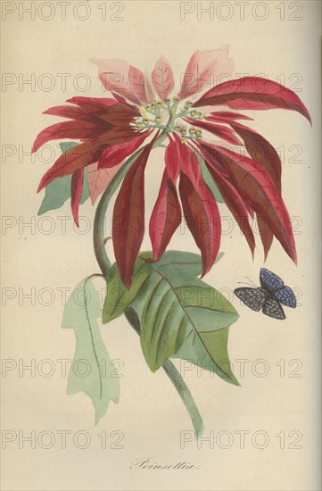 Poinsettia ou Etoile de Noël