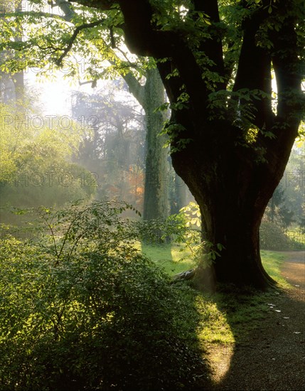 Garden Albert Kahn in Boulogne-Billancourt