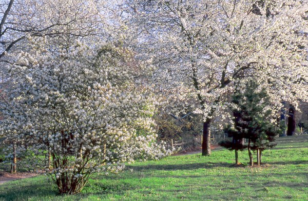 Bois de Boulogne