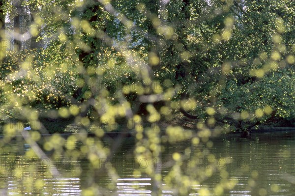 Bois de Boulogne