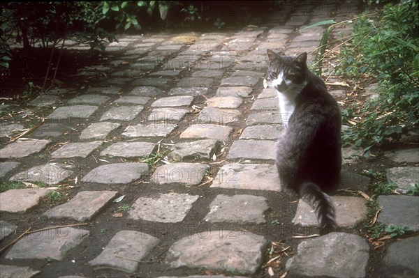 Cat in the Quartier de la Mouzaïa in Paris