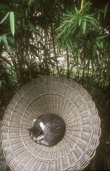 Asleep cat in the Quartier de la Mouzaïa in Paris