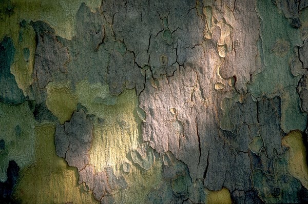 Arboretum de l'école du Breuil à Paris