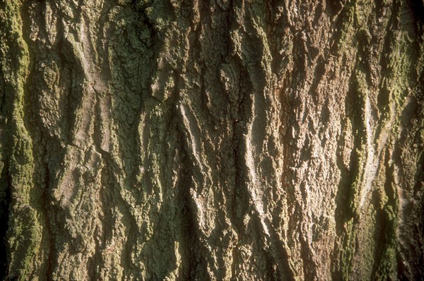 Arboretum de l'école du Breuil à Paris